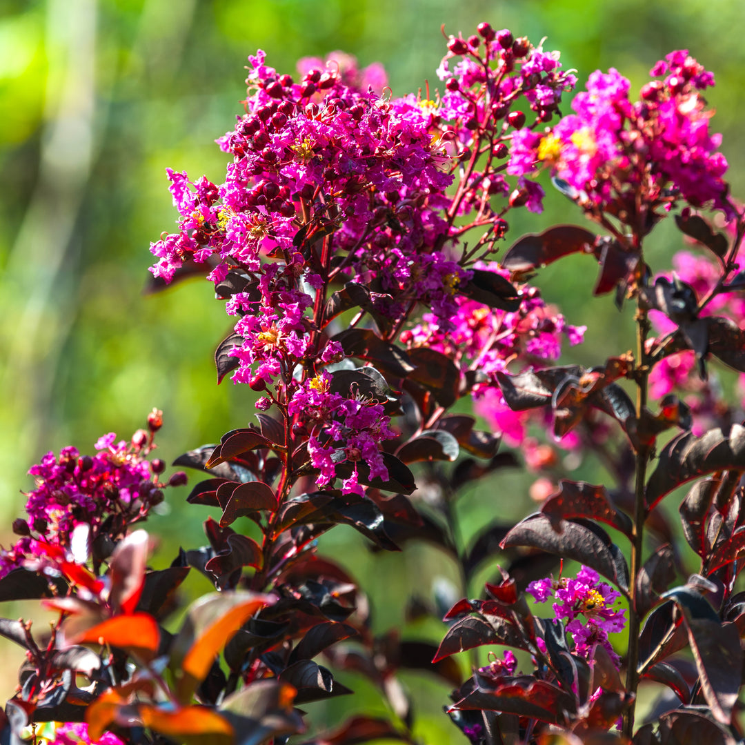 Lagerstroemia 'Mystic Magenta' ~ Black Diamond® Mystic Magenta™ Crape Myrtle-ServeScape