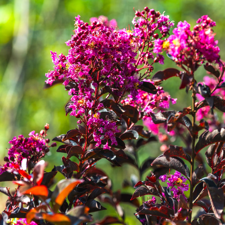 Lagerstroemia 'Mystic Magenta' ~ Black Diamond® Mystic Magenta™ Crape Myrtle-ServeScape