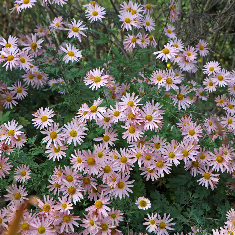 Dendrathema 'Hillside Pink Sheffield' ~ Hillside Pink Sheffield Garden Mum-ServeScape