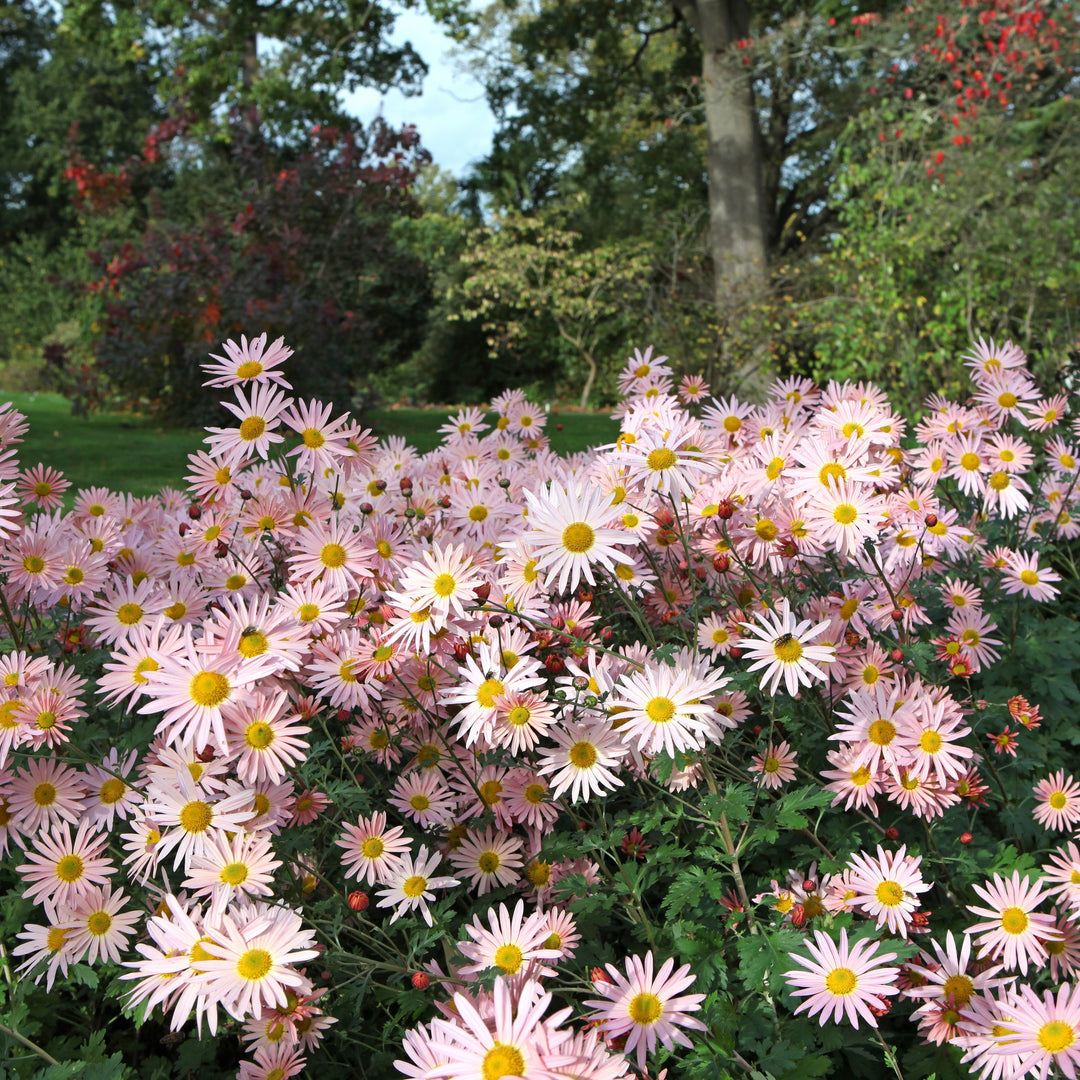 Dendrathema 'Hillside Pink Sheffield' ~ Hillside Pink Sheffield Garden Mum-ServeScape
