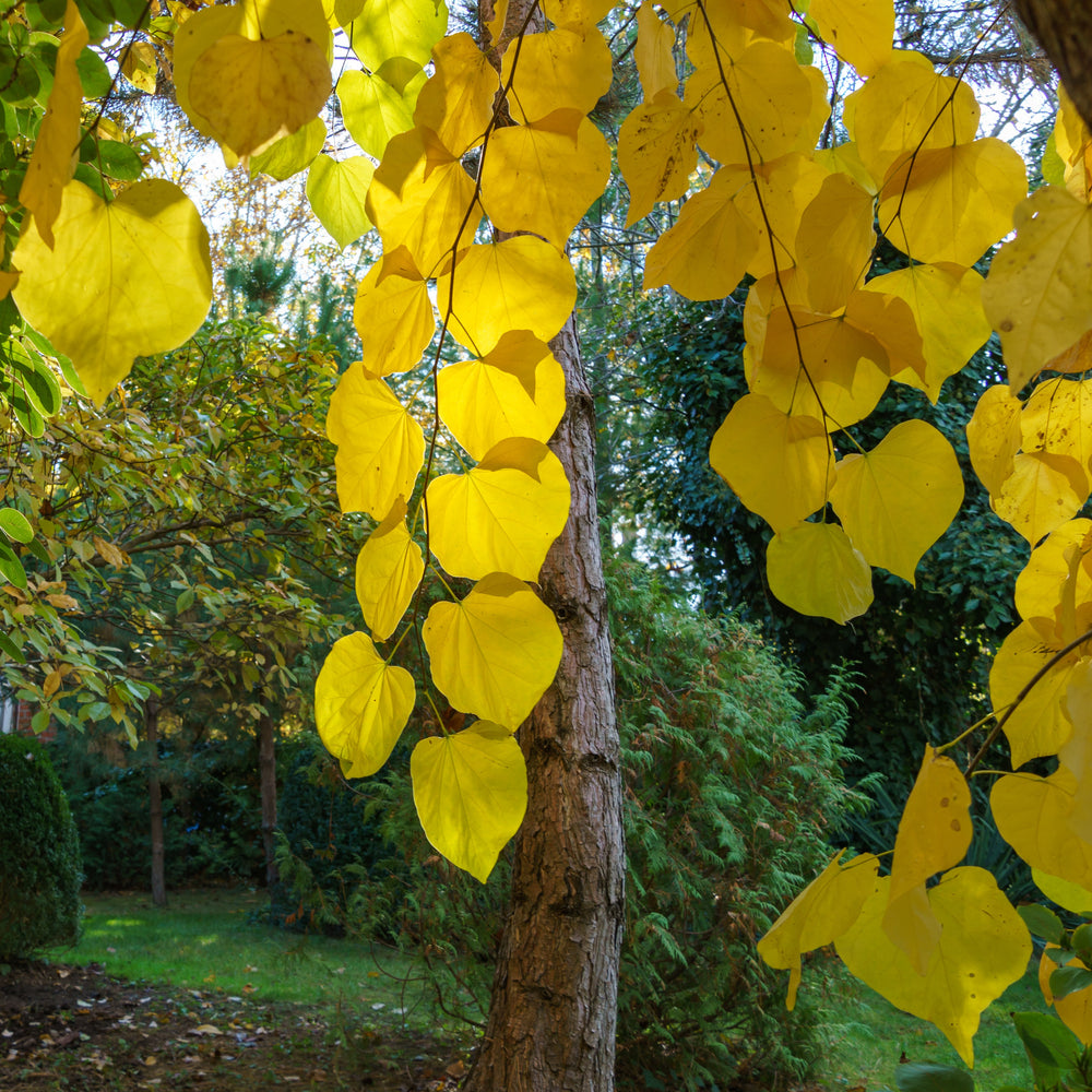 Cercis canadensis 'JN31' ~ Rise 'N Shine™ Eastern Redbud-ServeScape