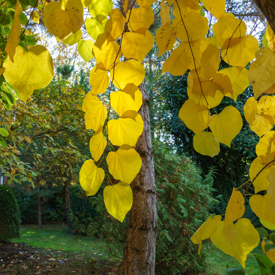 Cercis canadensis 'JN31' ~ Rise 'N Shine™ Eastern Redbud-ServeScape