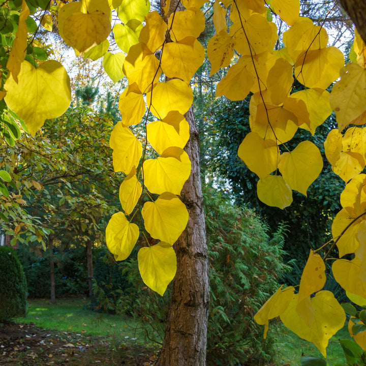 Cercis canadensis 'JN31' ~ Rise 'N Shine™ Eastern Redbud-ServeScape