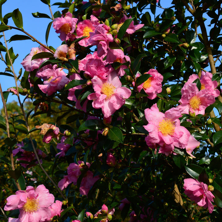 Camellia sassanqua 'Slim N Trim' ~ Slim N Trim Camellia-ServeScape