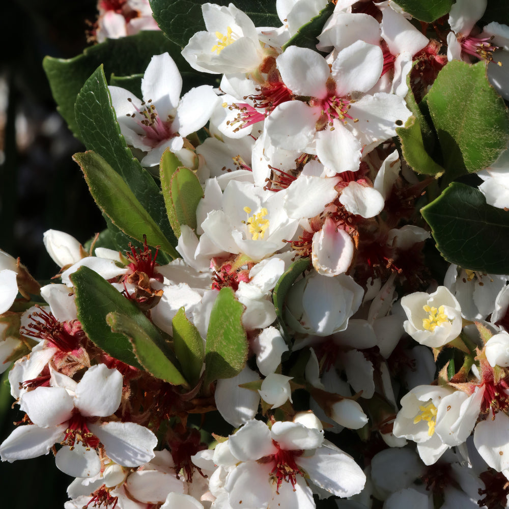 Raphiolepis indica 'Wilcor' PP17972 ~ Clean Sweep™ Spring Sonata™ Indian Hawthorn-ServeScape