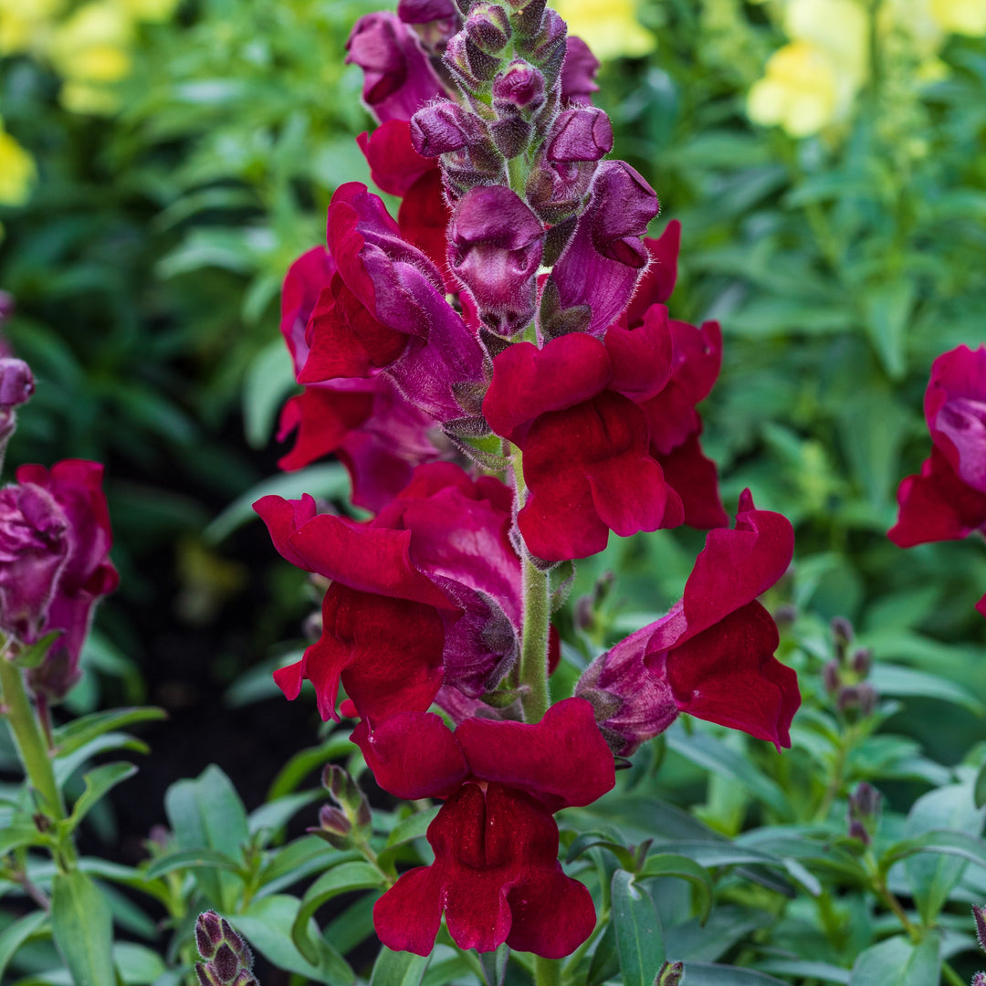 Antirrhinum majus 'Sonnet Burgundy' ~ Sonnet Burgundy Snapdragon-ServeScape