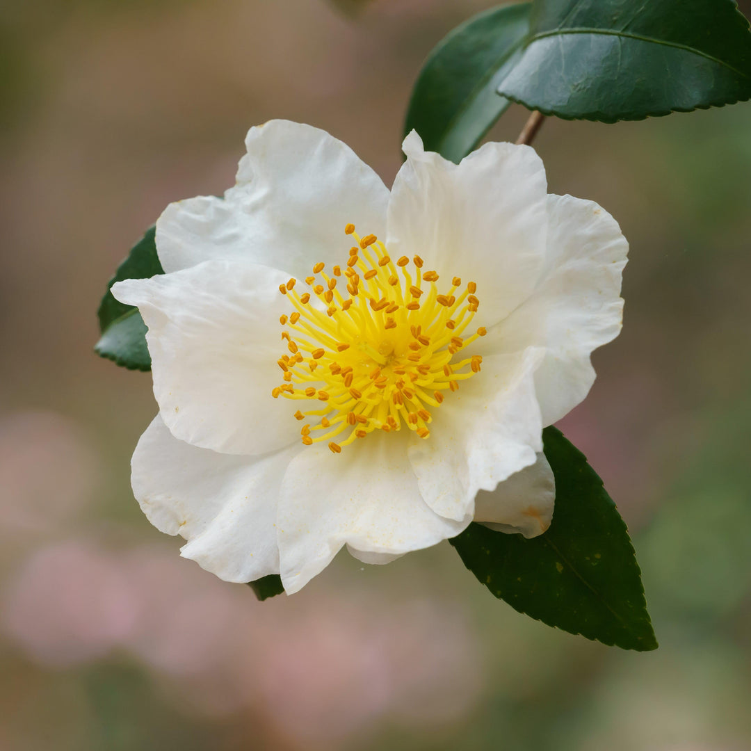 Camellia sasanqua 'Winter's Cupid' ~ Winter's Cupid Camellia-ServeScape