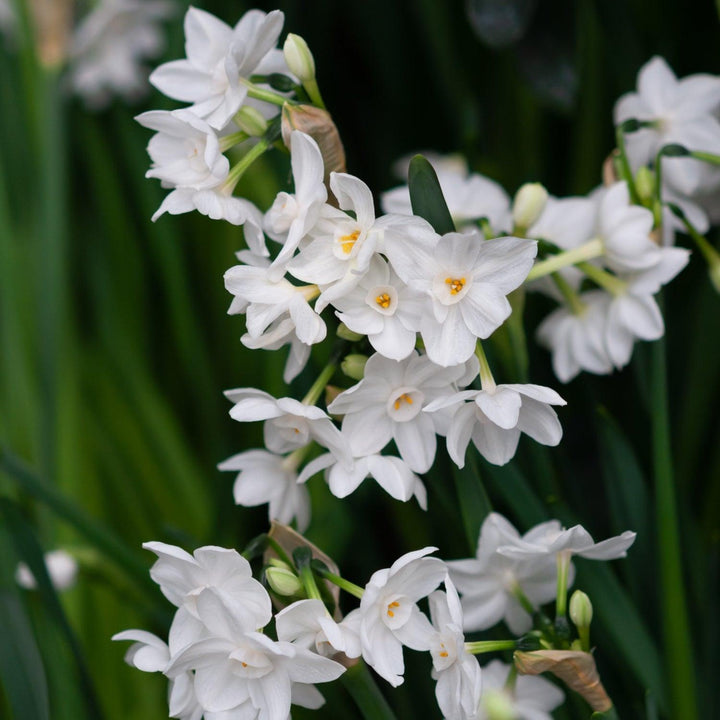 Christmas Holiday Flower PRE-SALE