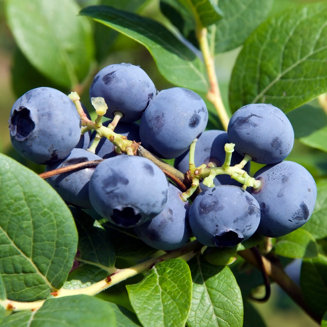 Vaccinium corymbosum 'Jewel' ~ Jewel Blueberry-ServeScape