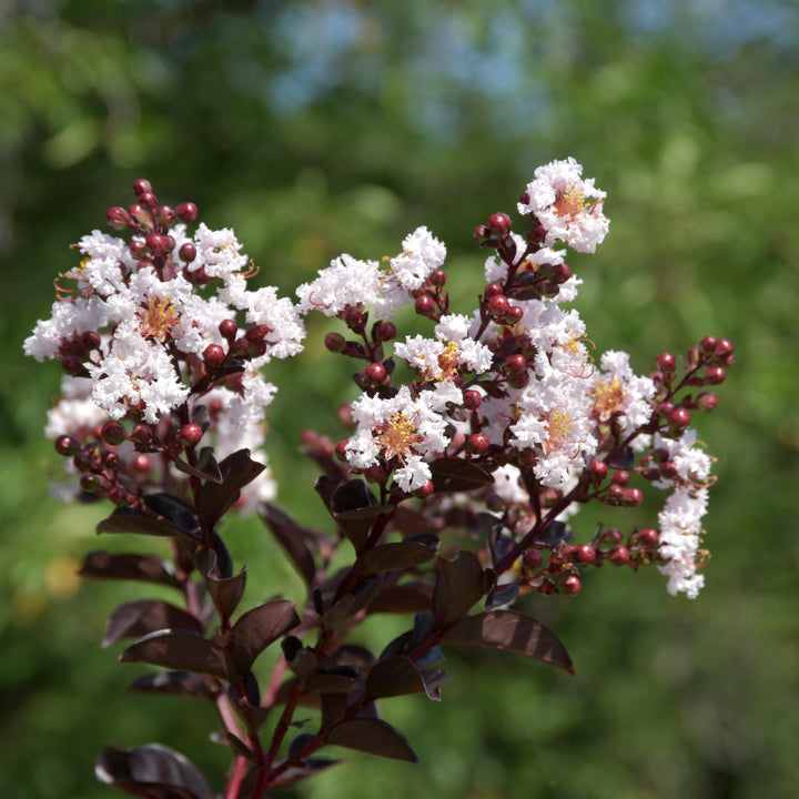 Lagerstroemia indica 'HOCH873' ~ Summerlasting™ Coconut Crape Myrtle-ServeScape