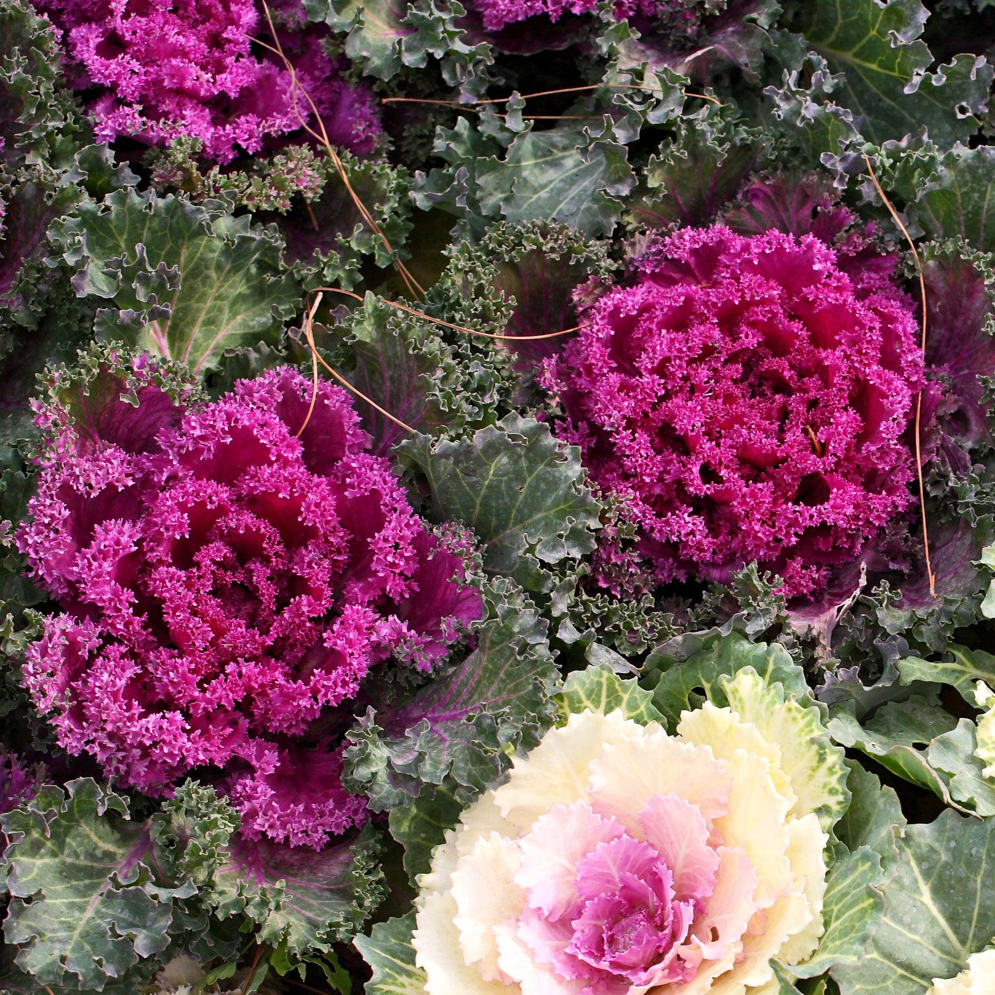 30+ Red Flowering Kale Seeds – Redbar – Long-Lasting Annual – Zones 3-10 – Fresh