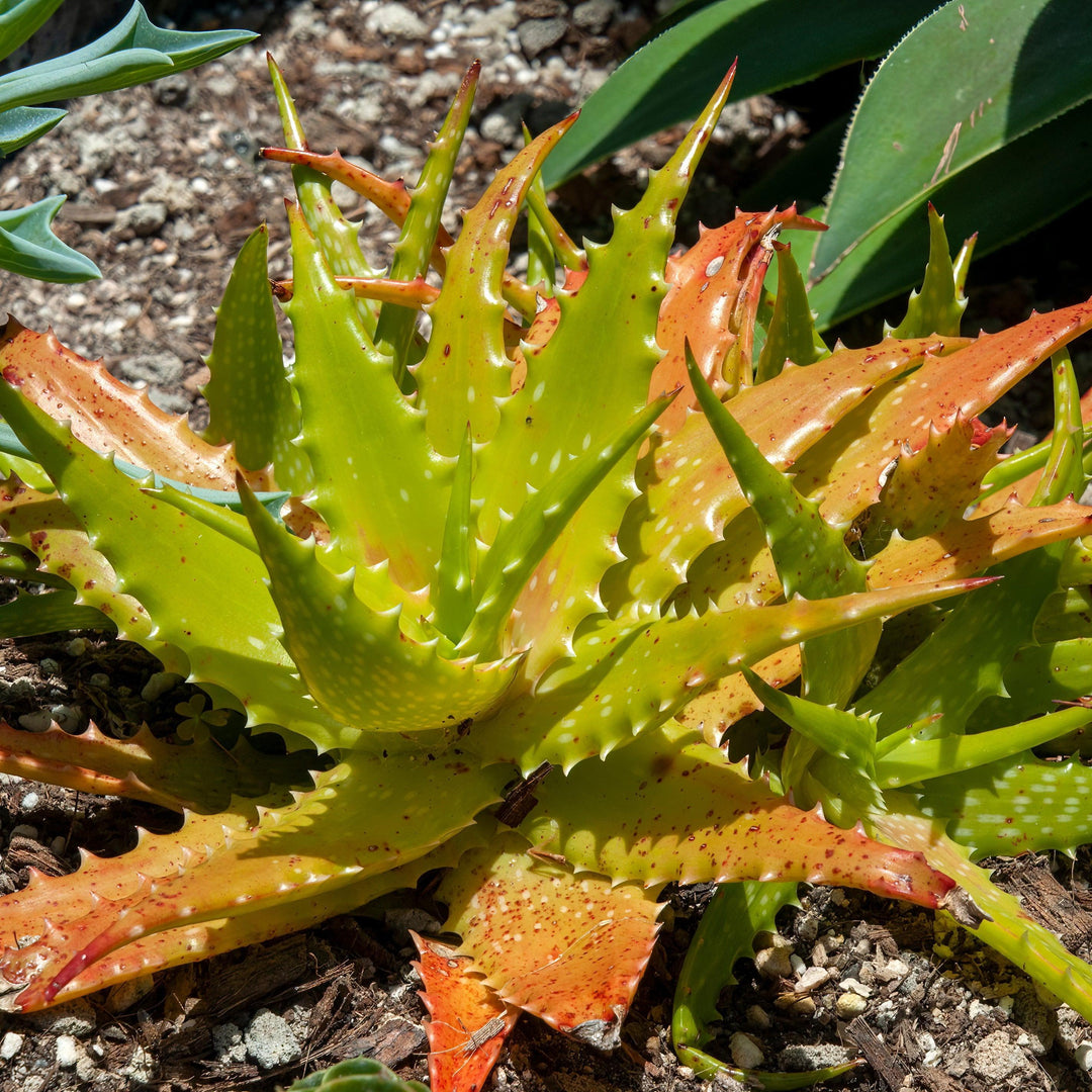 Aloe dorotheae 'Canary Yellow' ~ Monrovia® Canary Yellow Aloe-ServeScape