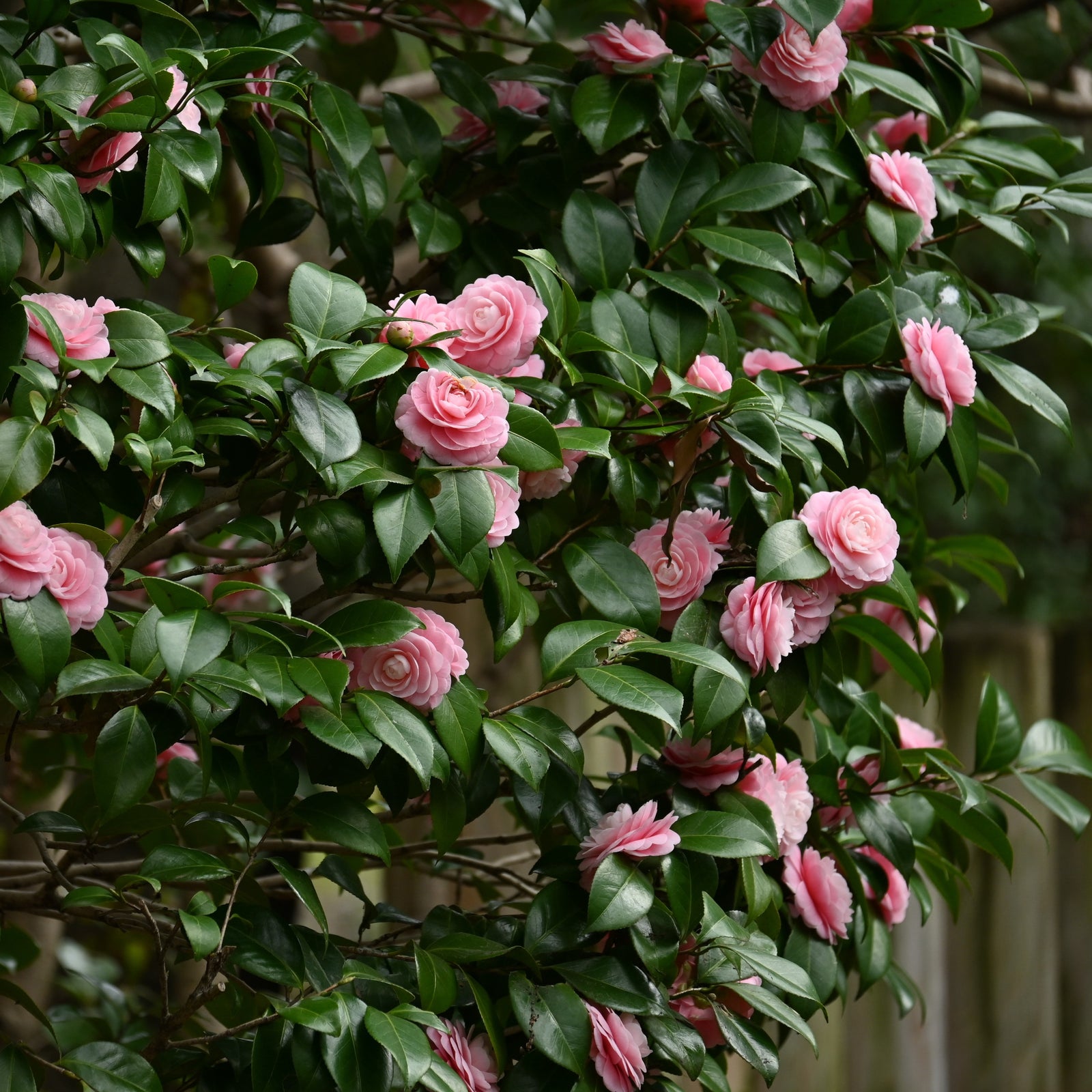 Camellia japonica 'April Pink' ~ April Pink Camellia-ServeScape