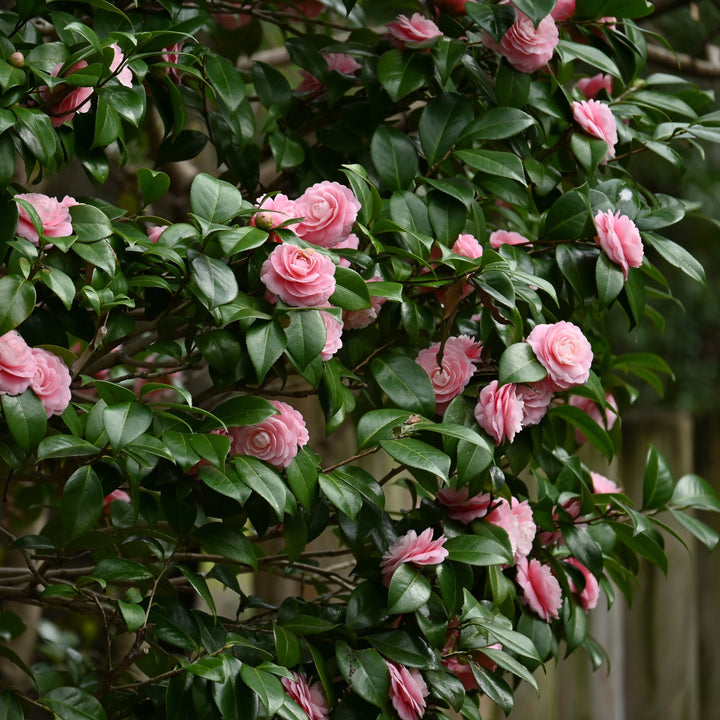 Camellia japonica 'April Pink' ~ April Pink Camellia-ServeScape