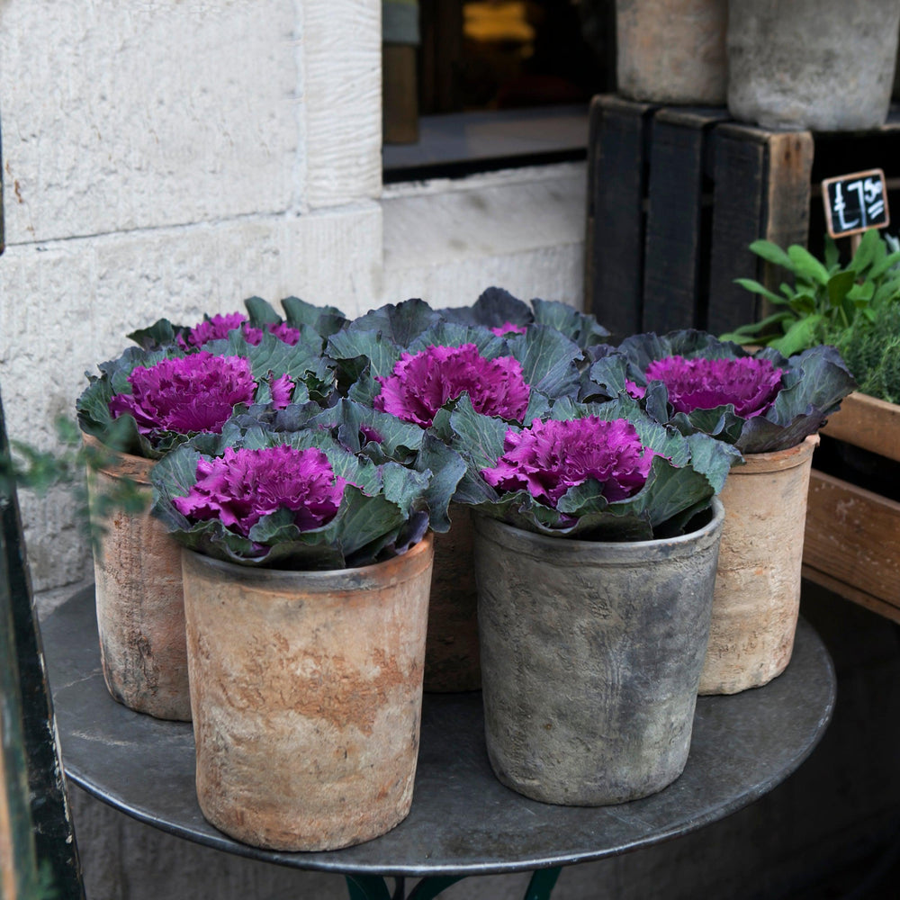 Brassica oleracea (Acephala Group) 'Color Up Purple' ~ Color Up Purple Ornamental Cabbage-ServeScape