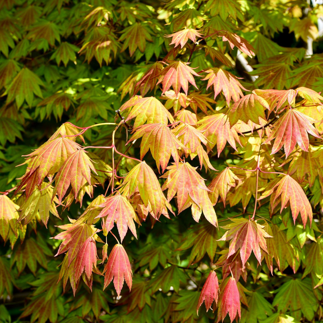 Acer shirasawanum 'Moonrise' ~ Moonrise Japanese Maple-ServeScape