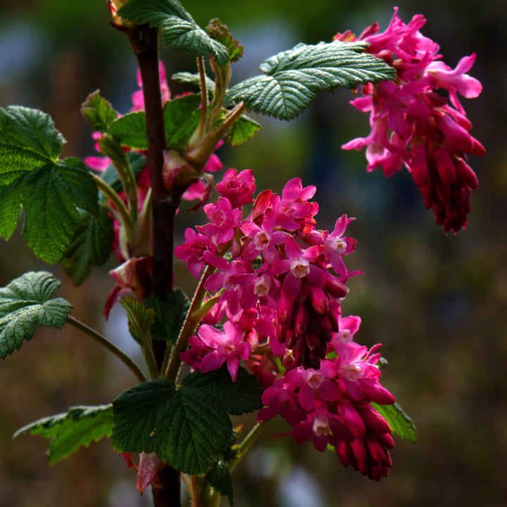 Ribes sanguineum 'King Edward VII' ~ King Edward VII Flowering Currant-ServeScape