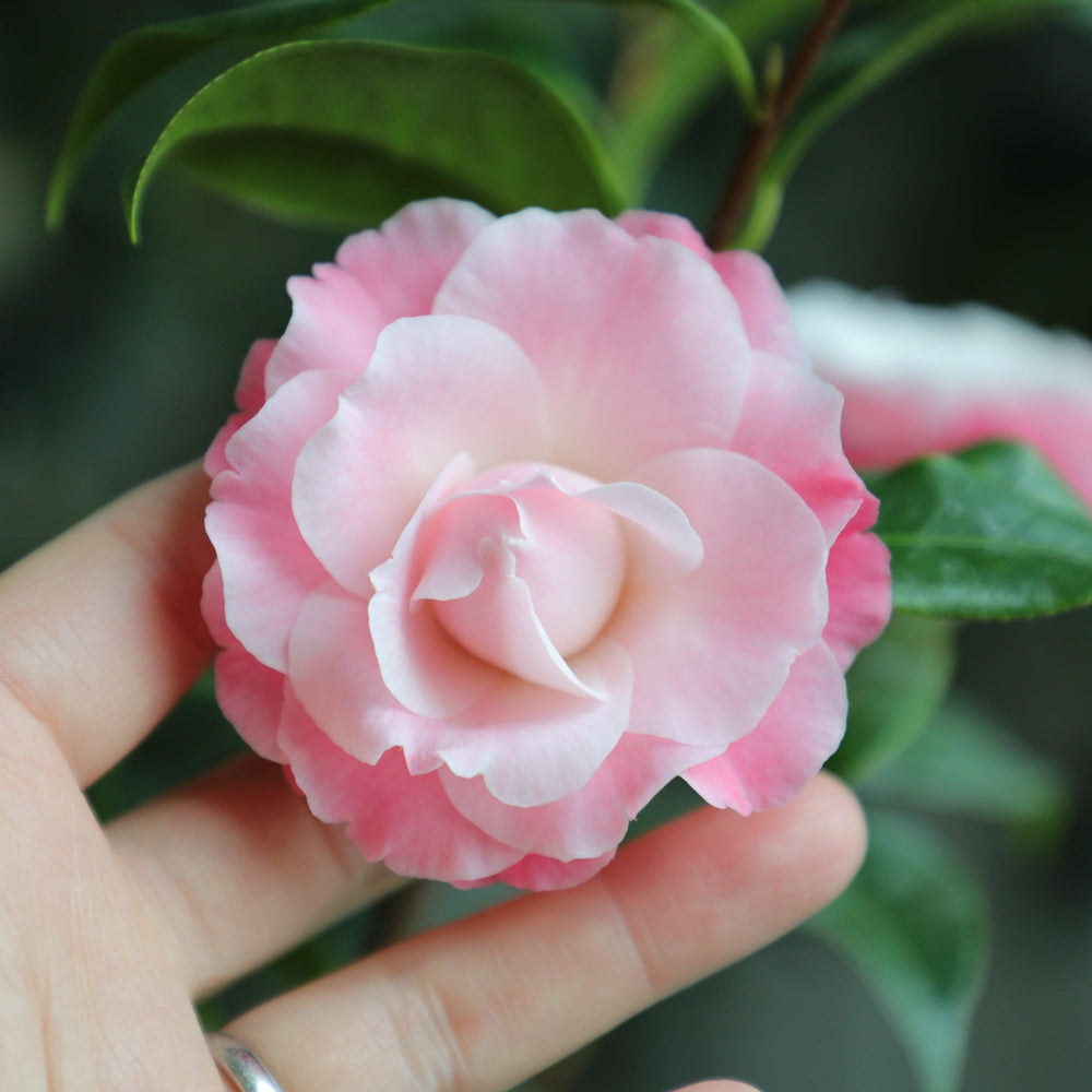 Camellia japonica 'Buttons and Bows' ~ Buttons and Bows Camellia-ServeScape