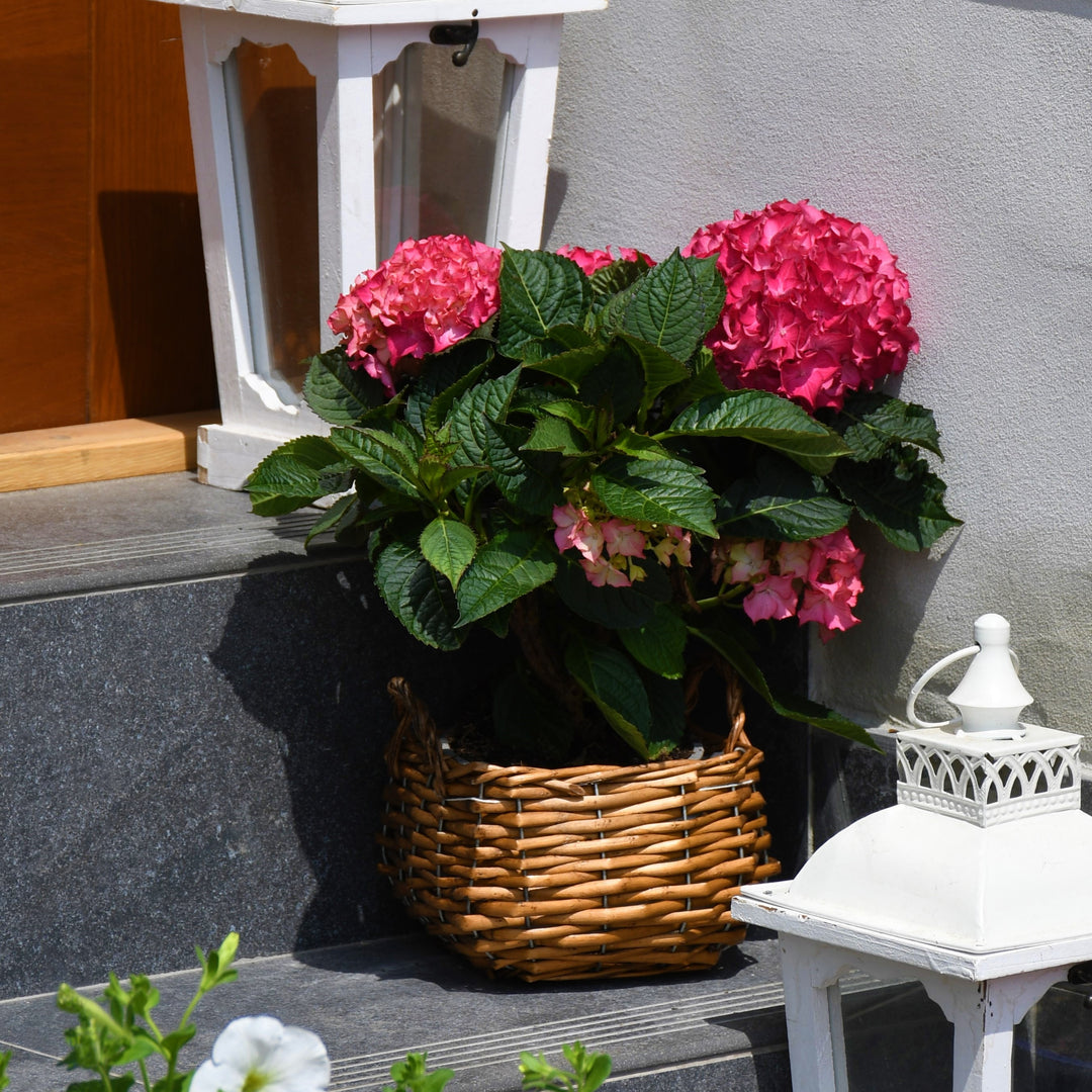 Hydrangea macrophylla 'Jon04' ~ Monrovia® Tuxedo® Red Hydrangea-ServeScape