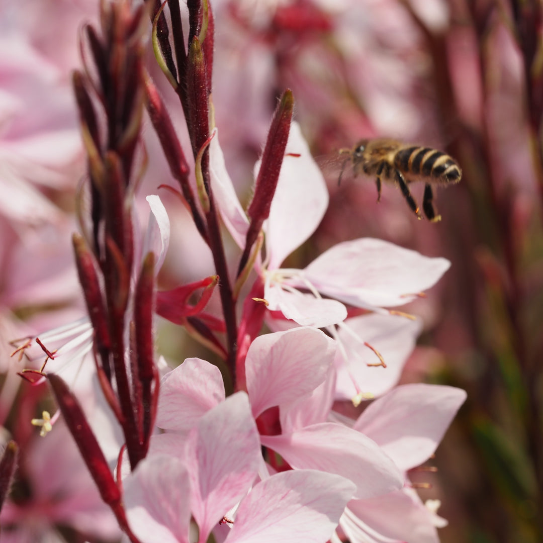 Gaura lindheimeri 'Graceful Pink' ~ Graceful Pink Gaura-ServeScape