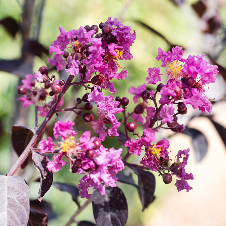 Lagerstroemia 'CS2012-12' ~ Black Diamond® Lavender Lace™ Crape Myrtle-ServeScape