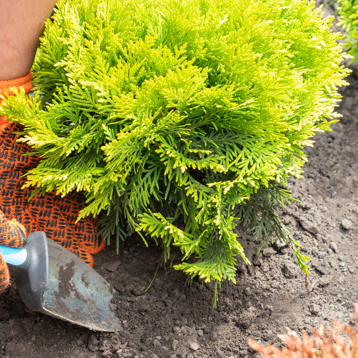 Thuja occidentalis 'Harvest Moon' ~ Harvest Moon Arborvitae-ServeScape