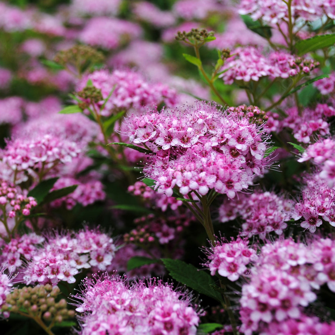 Spiraea japonica 'Strawberry Frosted' ~ Strawberry Frosted Spirea-ServeScape