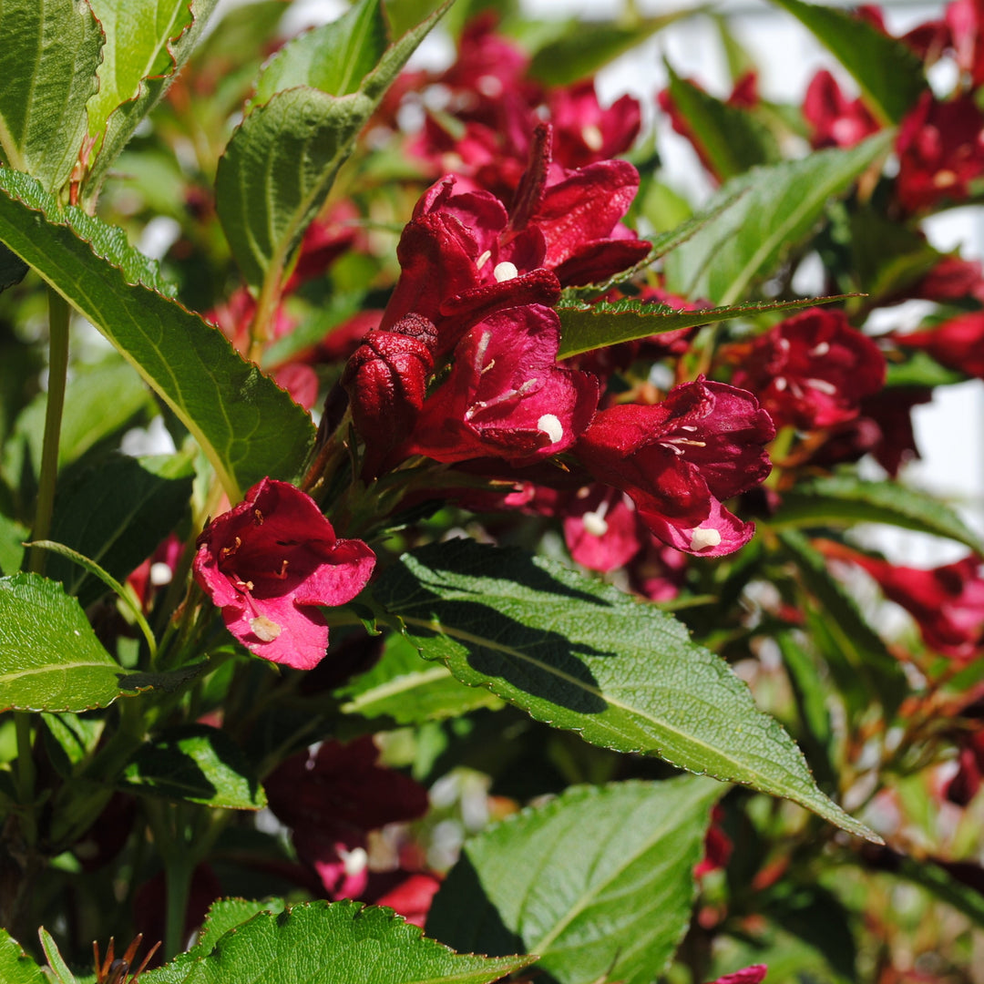 Weigela x 'Slingco 2' ~ Maroon Swoon® Weigela-ServeScape