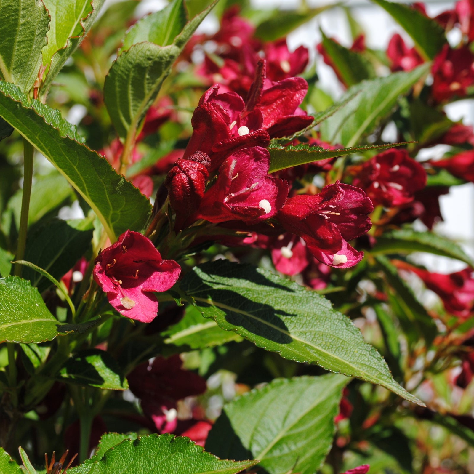 Weigela x 'Slingco 2' ~ Maroon Swoon® Weigela-ServeScape