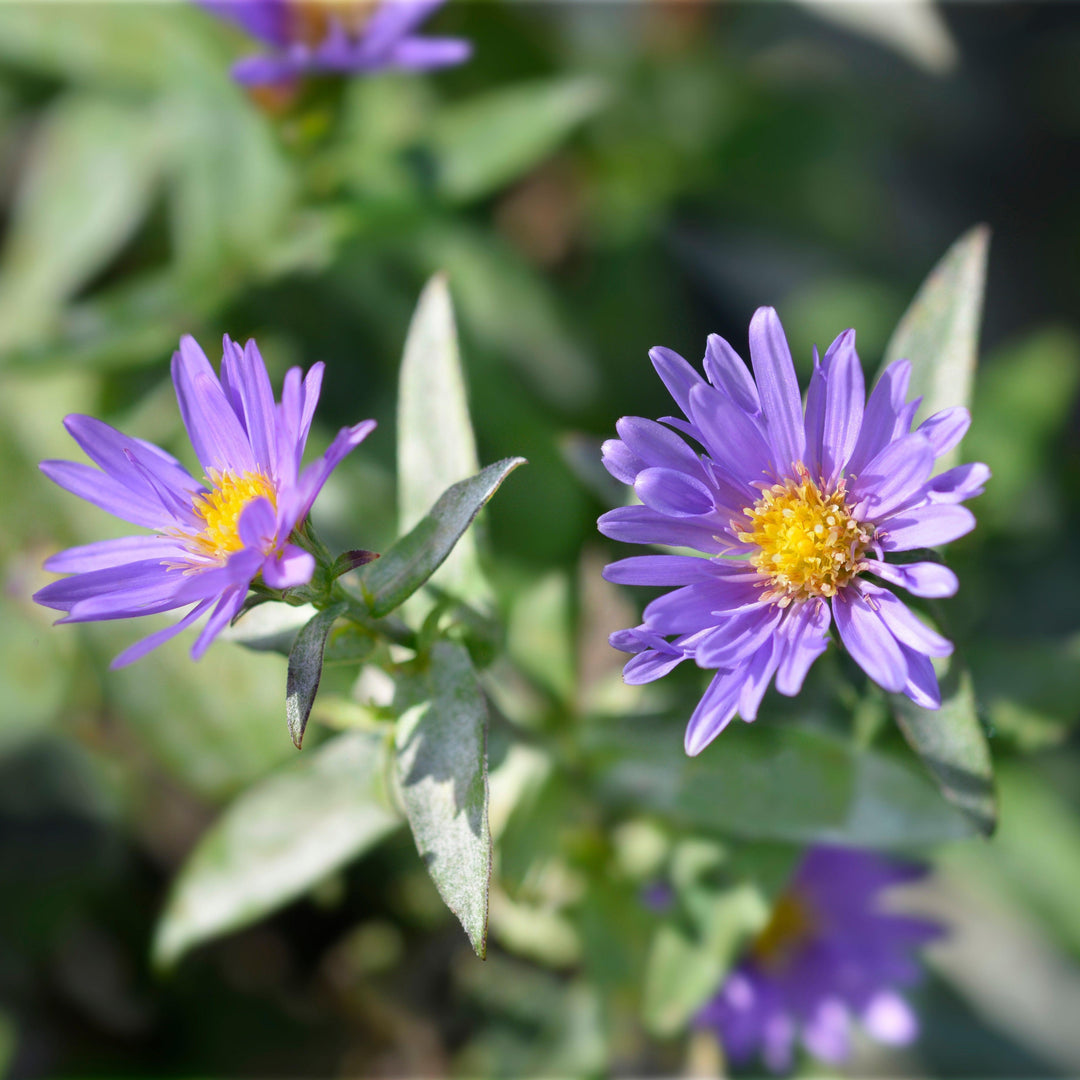 Aster dumosus 'Samoa' ~ Island® Samoa Aster-ServeScape