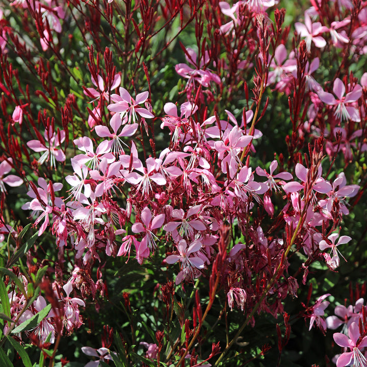 Gaura lindheimeri 'Graceful Pink' ~ Graceful Pink Gaura-ServeScape