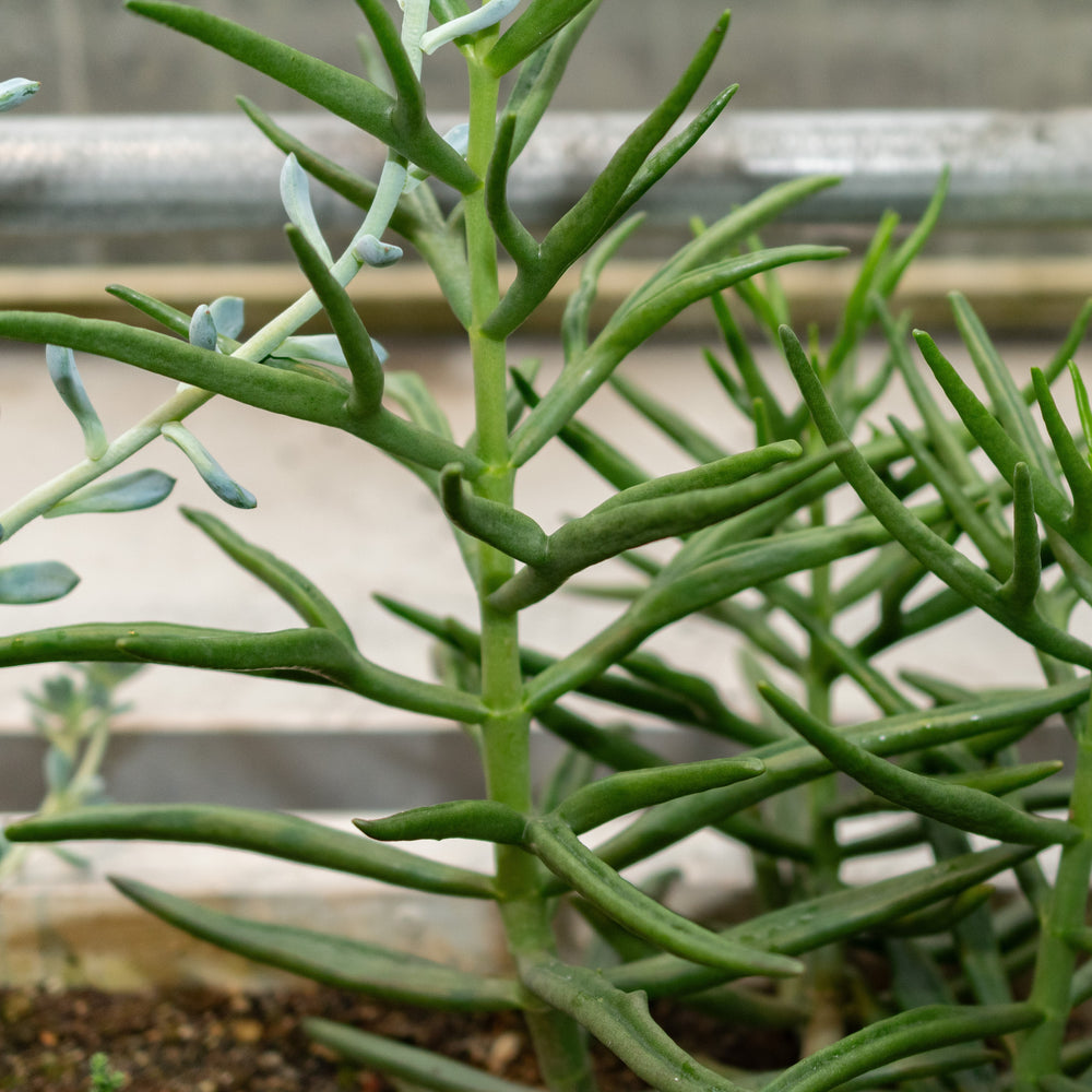 Kalanchoe x kewensis ~ Harpoon Leaf Kalanchoe-ServeScape