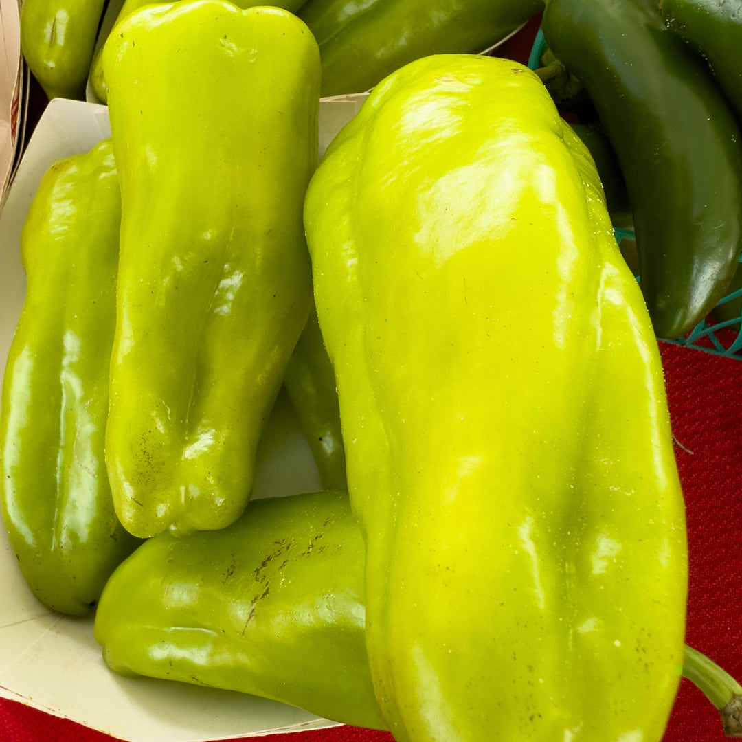 Capsicum annuum 'Italian Pepperoncini' ~ Italian Pepperoncini Pepper-ServeScape