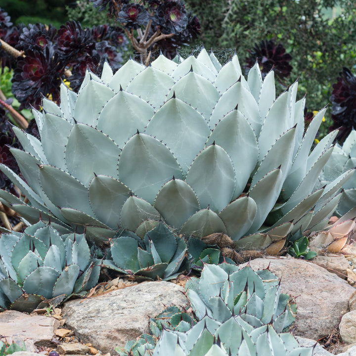 Agave parryi 'JC Raulston' ~ JC Raulston Century Plant-ServeScape