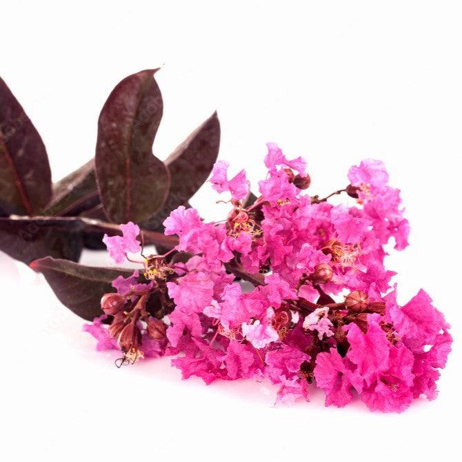 Lagerstroemia x 'JM5' ~ Thunderstruck™ Coral Bloom™ Crape Myrtle-ServeScape