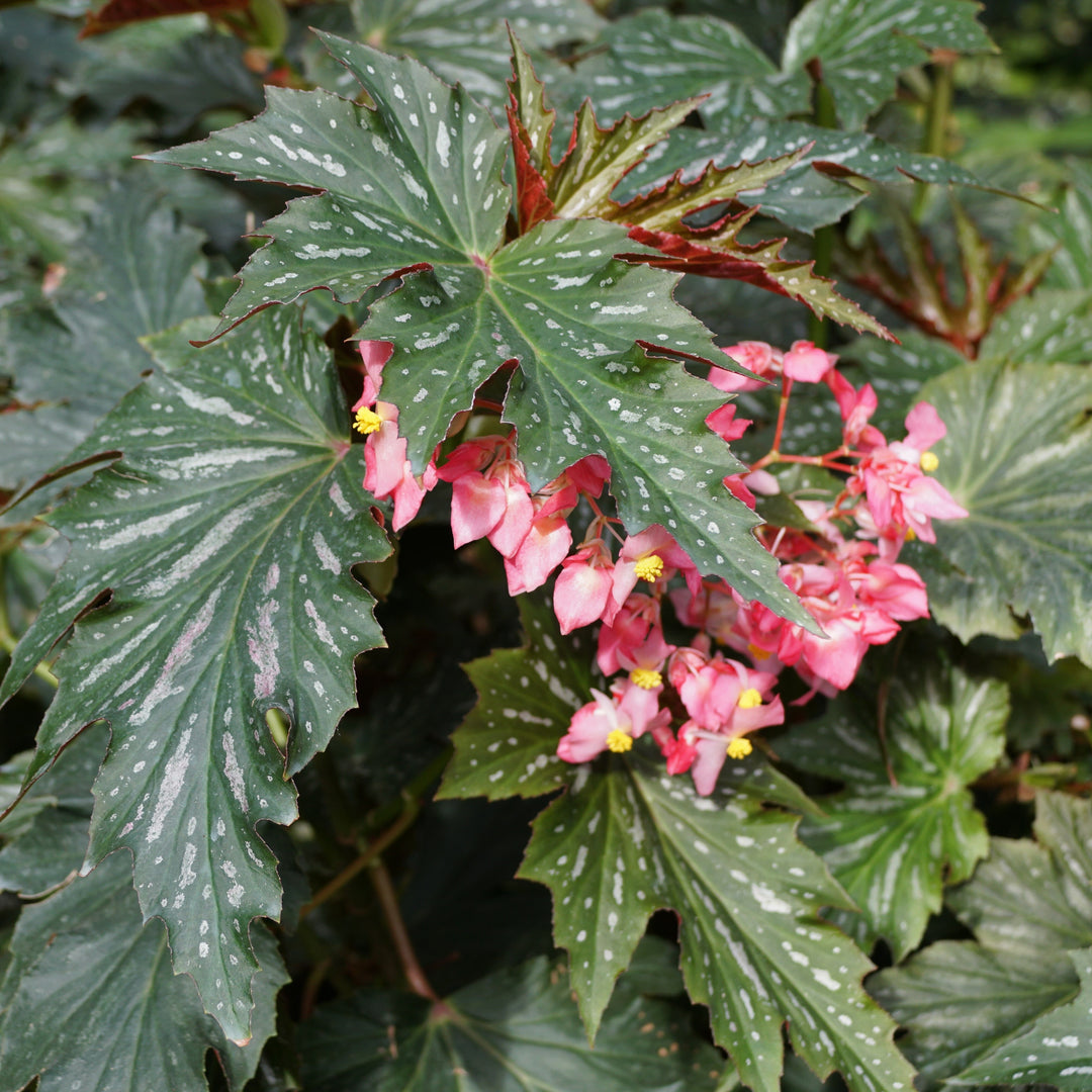 Begonia 'Lana' ~ Lana Angelwing Begonia-ServeScape