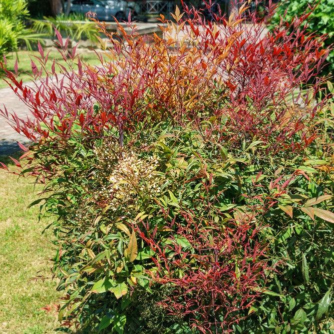 Nandina domestica 'Burgundy Wine' ~ Burgundy Wine Heavenly Bamboo-ServeScape