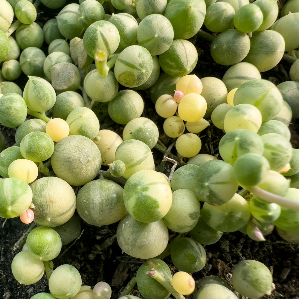 Senecio rowleyanus 'Marble' ~ Marble String of Pearls-ServeScape