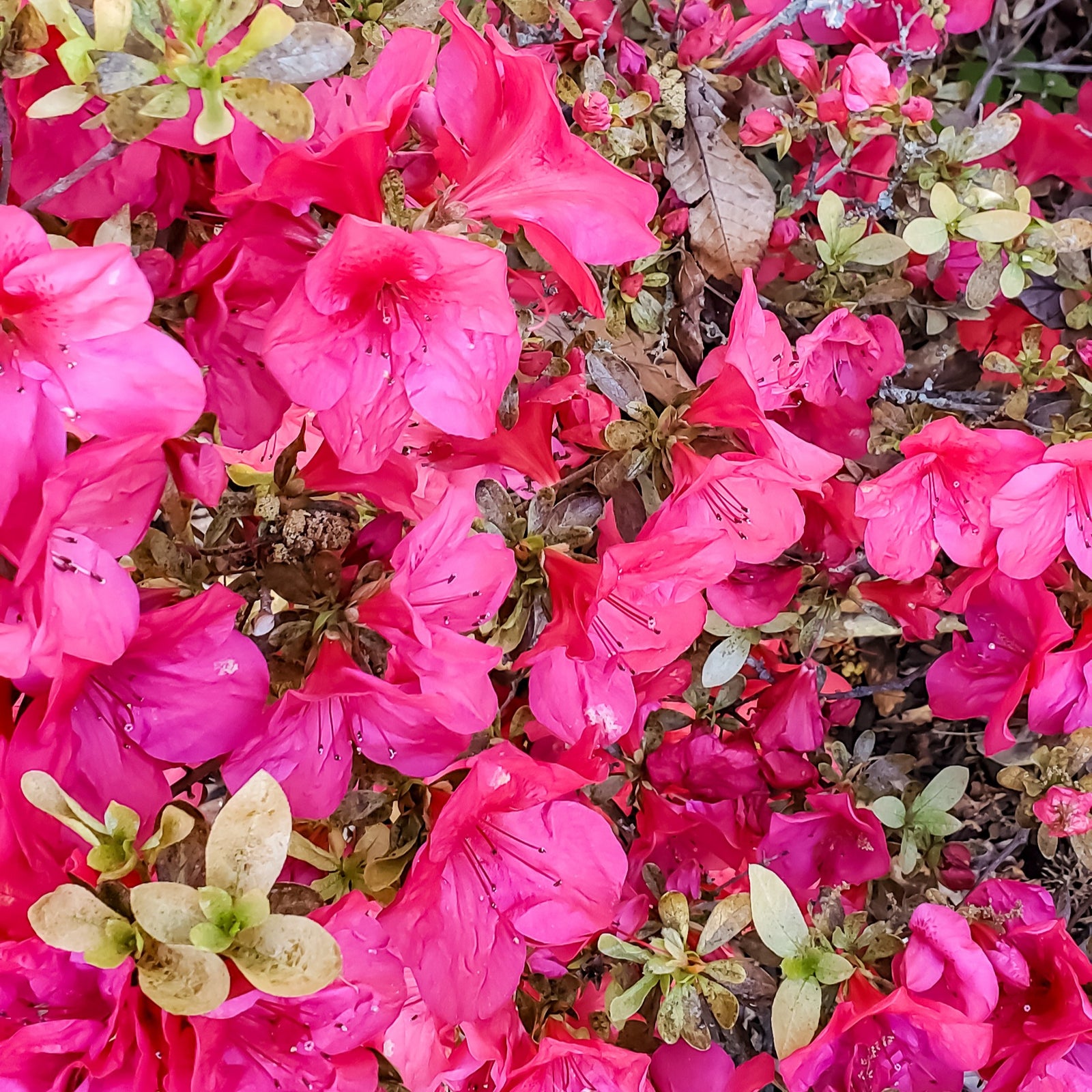 Rhododendron indicum 'President Clay' ~ President Clay Azalea-ServeScape