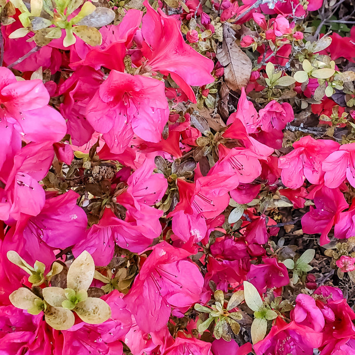 Rhododendron indicum 'President Clay' ~ President Clay Azalea-ServeScape