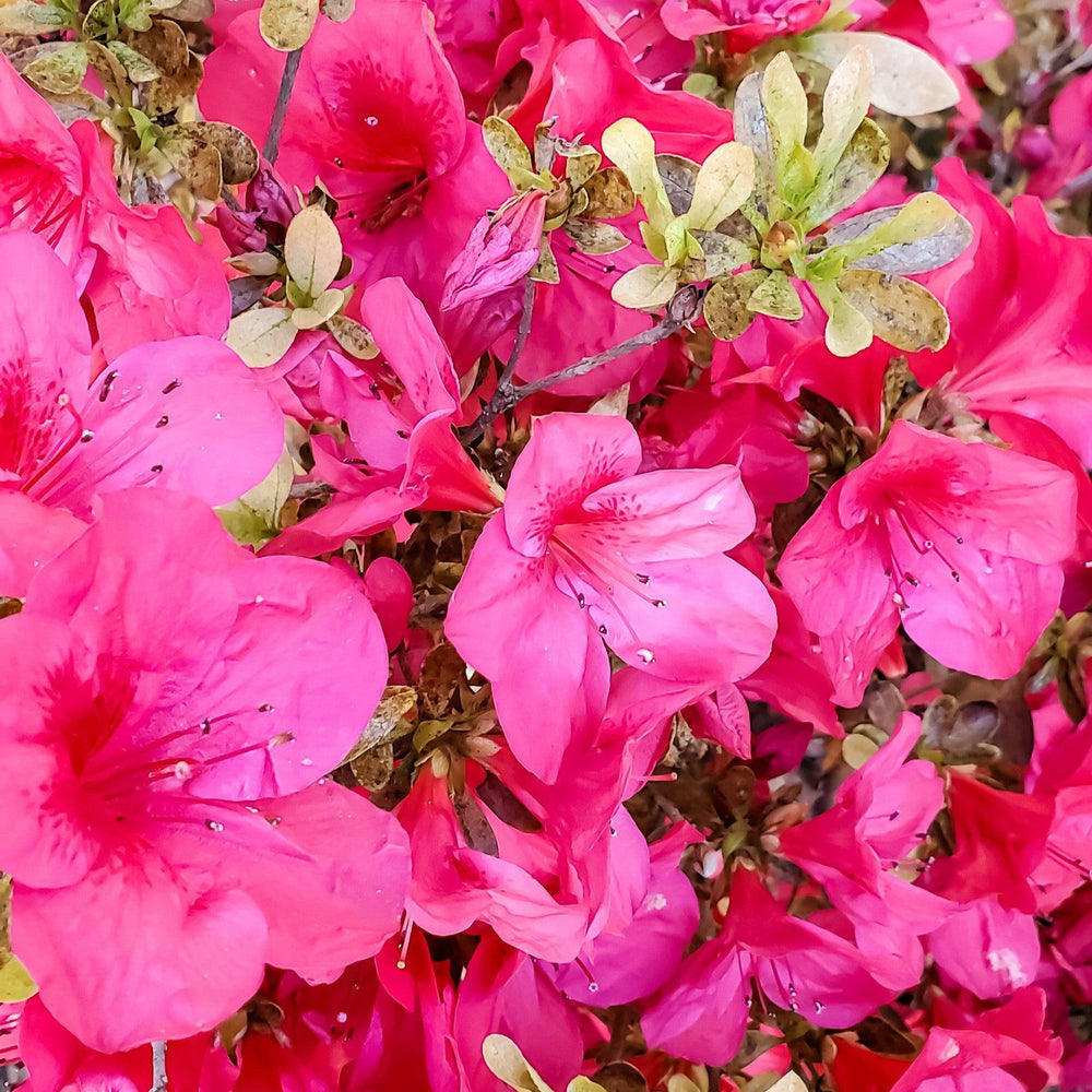 Rhododendron indicum 'President Clay' ~ President Clay Azalea-ServeScape