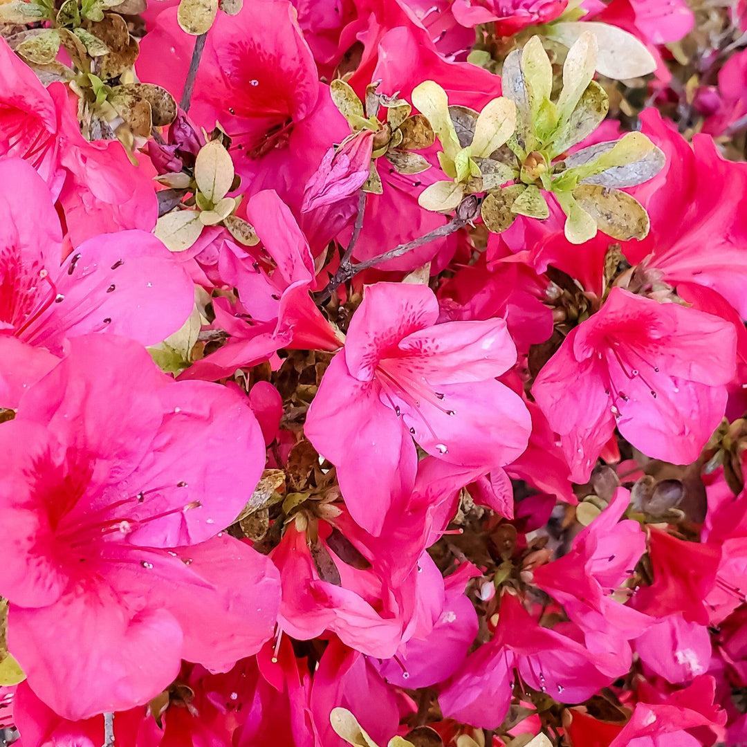 Rhododendron indicum 'President Clay' ~ President Clay Azalea-ServeScape