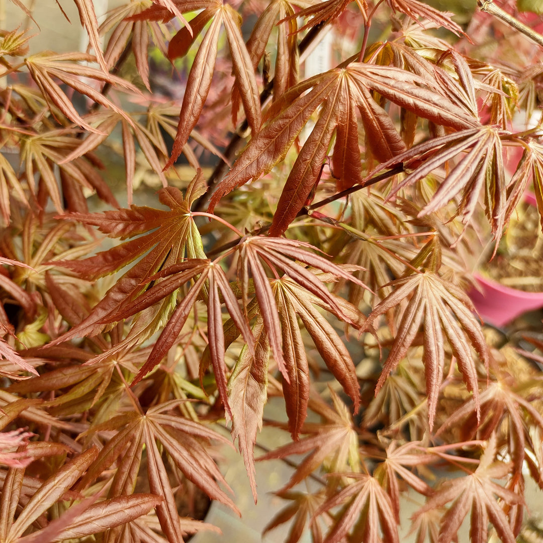 Acer palmatum 'Trompenburg' ~ Trompenburg Maple-ServeScape