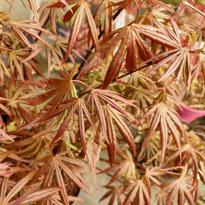 Acer palmatum 'Trompenburg' ~ Trompenburg Maple-ServeScape