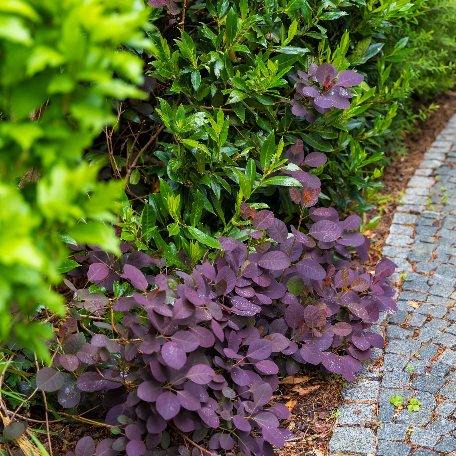 Cotinus coggygria 'Cotsidh5' ~ Velveteeny™ Dwarf Purple Smoke Bush-ServeScape