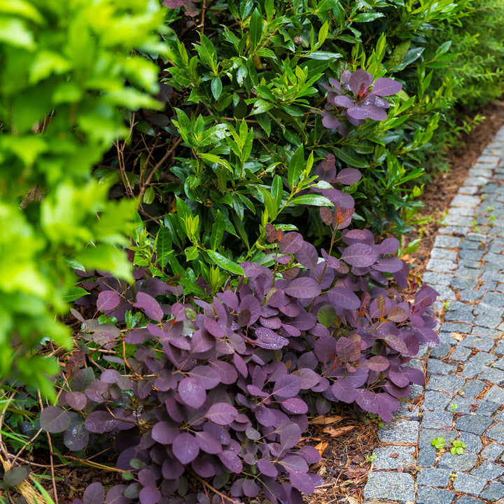 Cotinus coggygria 'Cotsidh5' ~ Velveteeny™ Dwarf Purple Smoke Bush-ServeScape