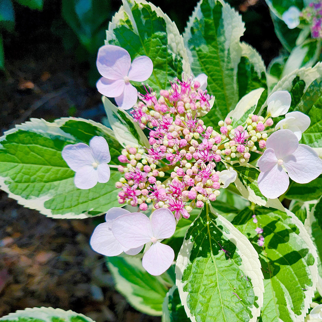 Hydrangea macrophylla 'Mariesii Variegata' ~ Variegated Mariesii Hydrangea-ServeScape