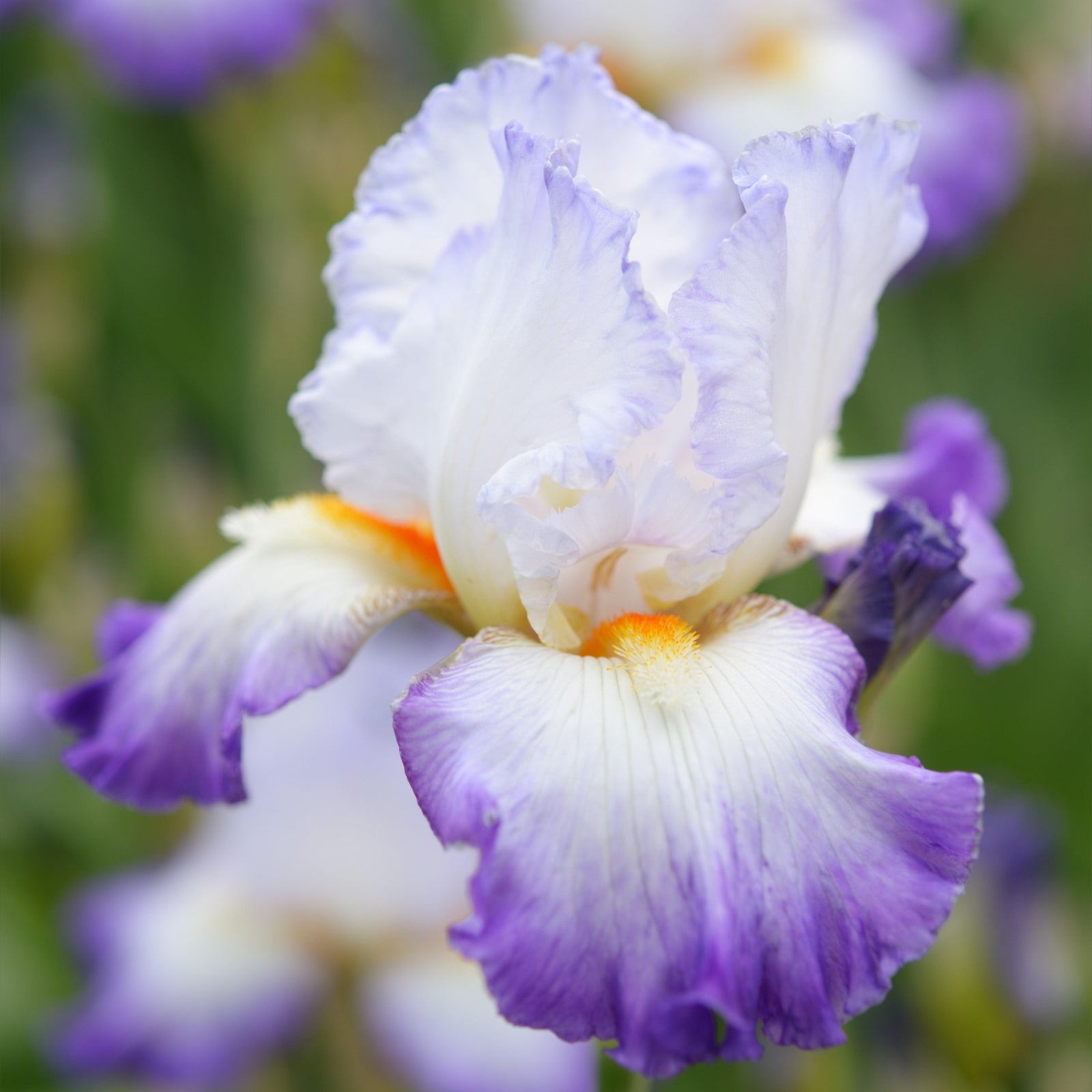 Iris germanica 'Starting Fresh' ~ Starting Fresh Bearded Iris-ServeScape