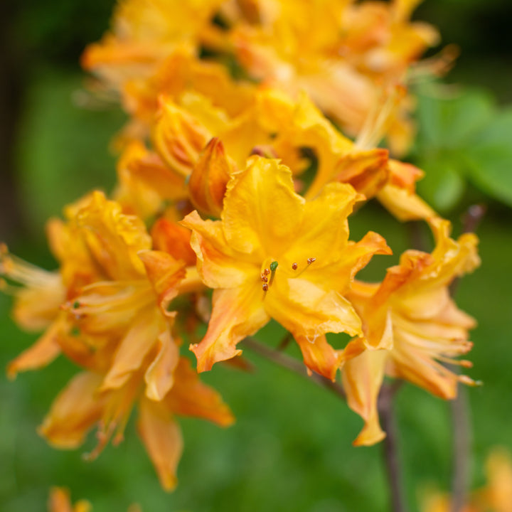 Rhododendron 'Golden Lights' ~ Golden Lights Azalea-ServeScape