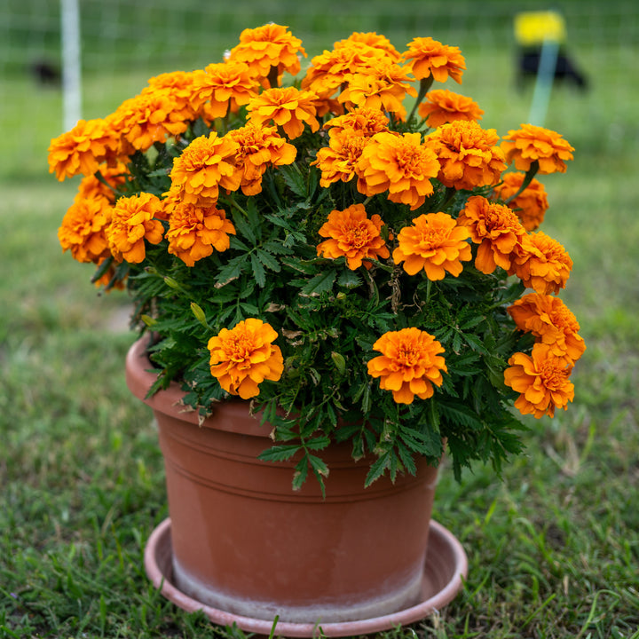~ Marigold, Assorted Colors-ServeScape